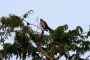 Amazonas06 - 307 * Roadside (perhaps Riverside is a better name here) Hawk.